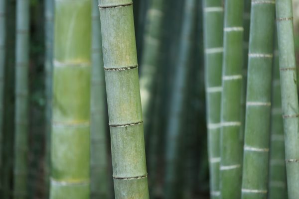 picture of a green bamboo forest